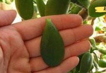 დაავადებები, რომლის მკურნალობასაც შეძლებთ ბარაქის ხის ფოთოლით! ყველასთვის საყვარელი მცენარის სასარგებლო თვისებების შესახებ