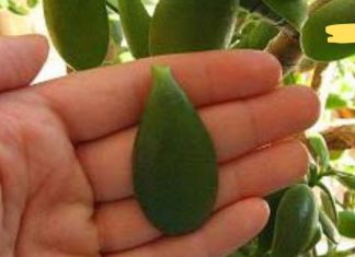 დაავადებები, რომლის მკურნალობასაც შეძლებთ ბარაქის ხის ფოთოლით! ყველასთვის საყვარელი მცენარის სასარგებლო თვისებების შესახებ