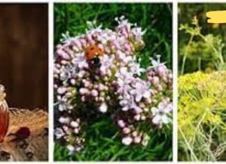 ამ მეთოდის გამოყენების შემდეგ თქვენი სისხლძარღვებიდან გამოიდევნება მავნე ნივთიერებები! ამით თქვენ გააუმჯობესებთ სისხლის სწორ მიმოქცევას!