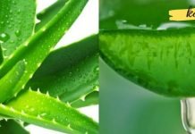 აი რატომ უნდა დალიოთ ალოეს წვენი ყოველდღე. სასწაულებს ახდენს!