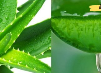 აი რატომ უნდა დალიოთ ალოეს წვენი ყოველდღე. სასწაულებს ახდენს!