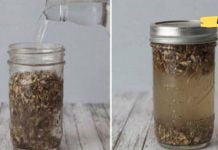 კატაბალახას ნაყენი გულსისხლძარღვთა დაავადებებისა და თავის ტკივილის სამკურნალოდ. ნახეთ როგორ უნდა მოამზადოთ!