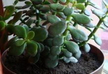 ალბათ ეს სამკურნალო მცენარე ყველას გაქვთ ოჯახში. გაიგეთ მეტი მისი სამკურნალო თვისებების შესახებ!