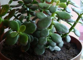 ალბათ ეს სამკურნალო მცენარე ყველას გაქვთ ოჯახში. გაიგეთ მეტი მისი სამკურნალო თვისებების შესახებ!