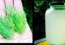 პროფესორ ეფიმოვის ოქროს რეცეპტი: სასმელი, რომელსაც სამართლიანად უწოდებენ ახალგაზრდობის ელექსირს.