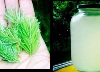 პროფესორ ეფიმოვის ოქროს რეცეპტი: სასმელი, რომელსაც სამართლიანად უწოდებენ ახალგაზრდობის ელექსირს.