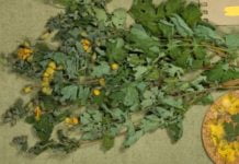 დაირეგულირეთ სისხლში შაქრის დონე სახლის პირობებში. თუ დიაბეტი გაწუხებთ, ეს უნდა იცოდეთ!