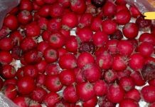 დიდი ხნის განმავლობაში მაწუხებდა გულის აჩქარება. ბოლოს ხალხური მედიცინის რეცეპტებით გავუმკლავდი მას! თუ თქვენც გაწუხებთ ეს პრობლემა გირჩევთ სცადოთ!