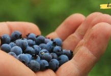 უმარტივესი რეცეპტი სისხლში შაქრის დონის შესამცირებლად! ძალიან მარტივი, ხელმისაწვდომი და ეფექტური საშუალება!