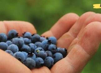 უმარტივესი რეცეპტი სისხლში შაქრის დონის შესამცირებლად! ძალიან მარტივი, ხელმისაწვდომი და ეფექტური საშუალება!