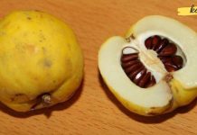 კომშის სამკურნალო თვისებები. გაოცებული ვარ, იმდენი რამ შეუძლია ამ ხილს