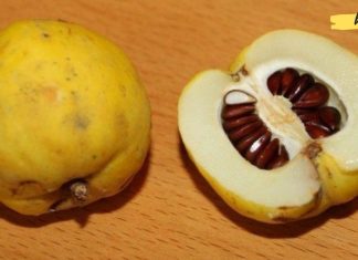 კომშის სამკურნალო თვისებები. გაოცებული ვარ, იმდენი რამ შეუძლია ამ ხილს