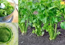 ნიახურის წვენის სამკურნალო თვისებები, რომელიც ყველამ უნდა იცოდეს!