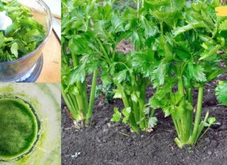 ნიახურის წვენის სამკურნალო თვისებები, რომელიც ყველამ უნდა იცოდეს!