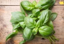 ღმერთმა შექმნა ეს ცოცხალი ანტიბიოტიკი ყველა ჩვენგანისთვის. გასაკვირი არ არის, რომ ის ძალიან მიყვარს!