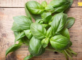 ღმერთმა შექმნა ეს ცოცხალი ანტიბიოტიკი ყველა ჩვენგანისთვის. გასაკვირი არ არის, რომ ის ძალიან მიყვარს!