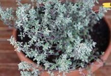 ყველაზე ძლიერი მცენარე, რომელიც ანადგურებს სტრეპტოკოკს, ჰერპესს, კანდიდოზისა და გრიპის!