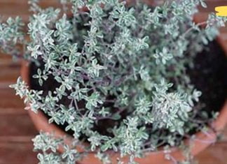 ყველაზე ძლიერი მცენარე, რომელიც ანადგურებს სტრეპტოკოკს, ჰერპესს, კანდიდოზისა და გრიპის!