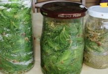 ფიჭვის ნემსის სიროფის რეცეპტი: ეხმარება ხველას, ბრონქიტს, ყელის ტკივილს, აძლიერებს იმუნიტეტს და კურნავს გასტრიტს