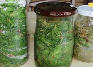 ფიჭვის ნემსის სიროფის რეცეპტი: ეხმარება ხველას, ბრონქიტს, ყელის ტკივილს, აძლიერებს იმუნიტეტს და კურნავს გასტრიტს