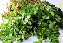 ამ მცენარეს ყოველთვის სარეველა ბალახად აღვიქვავდი! თურმე რა სამკურნალო მცენარე ყოფილა..