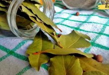 თუ გაწუხებს გულისა და სისხლძარღვების დაავადებები, არ გამოიყენო დაფნის ფოთოლი. აი რატომ!