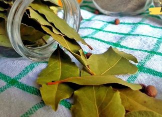 თუ გაწუხებს გულისა და სისხლძარღვების დაავადებები, არ გამოიყენო დაფნის ფოთოლი. აი რატომ!