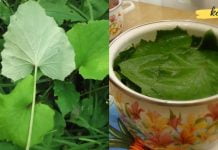 როგორ განვკურნოთ ლარინგიტი? ყველაზე ეფექტური რეცეპტები ხალხური მედიცინის წიგნაკიდნ!