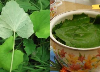 როგორ განვკურნოთ ლარინგიტი? ყველაზე ეფექტური რეცეპტები ხალხური მედიცინის წიგნაკიდნ!