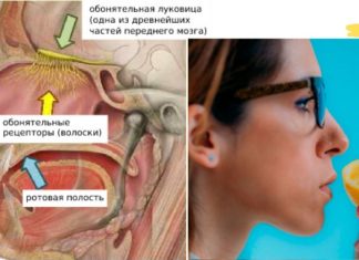 როგორ დავიბრუნოთ დაკარგული ყნოსვა? ეს ბევრისთვის სასარგებლო იქნება..