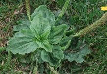 აქამდე ამ ბალახს ვგლეჯდი და ვაგდები. თურმე რა სასარგებლო ყოფილა.. ეს აქამდე უნდა მცოდნოდა!