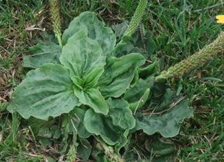 აქამდე ამ ბალახს ვგლეჯდი და ვაგდები. თურმე რა სასარგებლო ყოფილა.. ეს აქამდე უნდა მცოდნოდა!