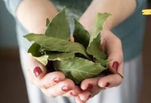 გტკივა სახსრები? გამოიყენე დაფნის ფოთოლი ტკივილის შესამცირებლად! ეფექტურია!