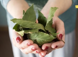 გტკივა სახსრები? გამოიყენე დაფნის ფოთოლი ტკივილის შესამცირებლად! ეფექტურია!