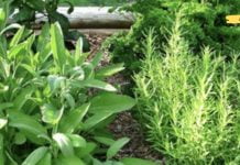 აღიდგინეთ თეძოსა და მუხლის ხრტილი ერთ კვირაში ამ ბალახების ნარევის გამოყენებით! დადასტურებული მეთოდია..