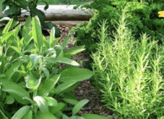 აღიდგინეთ თეძოსა და მუხლის ხრტილი ერთ კვირაში ამ ბალახების ნარევის გამოყენებით! დადასტურებული მეთოდია..