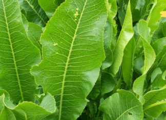 დაიდეთ პირშუშხას ფოთოლი კისერზე და მოიცილეთ დაგროვებული მარილები! დადასტურებული მეთოდია..