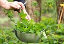 სრულიად შემთხვევით გამოვიყენე ამ მცენარის ფოთლები და მხოლოდ ერთმა გამოყენებამ დაარეგულირა სისხლი და ასევე ხელი შეუწყო დიაბეტის განკურნებას! დაამატეთ თქვენს დღის რაციონს!