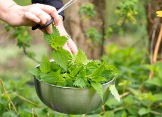 სრულიად შემთხვევით გამოვიყენე ამ მცენარის ფოთლები და მხოლოდ ერთმა გამოყენებამ დაარეგულირა სისხლი და ასევე ხელი შეუწყო დიაბეტის განკურნებას! დაამატეთ თქვენს დღის რაციონს!
