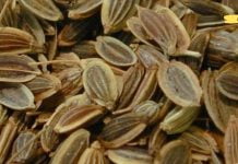 ამას არცერთი ექიმი არ გეტყვის. პანკრეასის მკურნალობა ბებიის რეცეპტით!