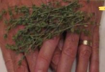 ამ ბალახს შეუძლია სახსრების ტკივილის, ართრიტის, რადიკულიტის და შარდის ბუშტის პრობლემების მოგვარება. აუცილებლად შეიყვანეთ ის თქვენს რაციონში!