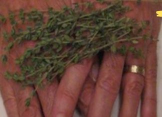 ამ ბალახს შეუძლია სახსრების ტკივილის, ართრიტის, რადიკულიტის და შარდის ბუშტის პრობლემების მოგვარება. აუცილებლად შეიყვანეთ ის თქვენს რაციონში!