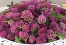 სამყურა ბალახი აუმჯობესებს მხედველობას, მეხსიერებას, ართრიტს და ასთმას! მას ბებია ახალგაზრდობის ელექსირს უწოდებს..