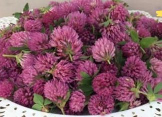 სამყურა ბალახი აუმჯობესებს მხედველობას, მეხსიერებას, ართრიტს და ასთმას! მას ბებია ახალგაზრდობის ელექსირს უწოდებს..