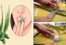 ეგვიპტელები მას უკვდავების მცენარეს უწოდებენ. მართლაც საოცარი სამკურნალო თვისებები აქვს!