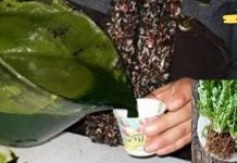 შესანიშნავი სიახლე! ონკოლოგებმა შემთხვევით აღმოჩენა გააკეთეს: ამ მცენარის წვენს შეუძლია დაავადებული უჯრედების მოკვლა 48 საათში! ეს მართლაც წარმოუდგენელია!