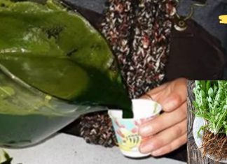 შესანიშნავი სიახლე! ონკოლოგებმა შემთხვევით აღმოჩენა გააკეთეს: ამ მცენარის წვენს შეუძლია დაავადებული უჯრედების მოკვლა 48 საათში! ეს მართლაც წარმოუდგენელია!