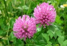 სამყურა -ახალგაზრდობის ელექსირი! აუმჯობესებს მხედველობას, ართრიტს, მეხსიერებას და ასთმას!