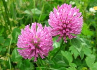 სამყურა -ახალგაზრდობის ელექსირი! აუმჯობესებს მხედველობას, ართრიტს, მეხსიერებას და ასთმას!