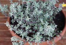 ყველაზე ძლიერი ბალახი, რომელიც ანადგურებს სტრეპტოკოკს, ჰერპესს, კანდიდოზისა და გრიპის!